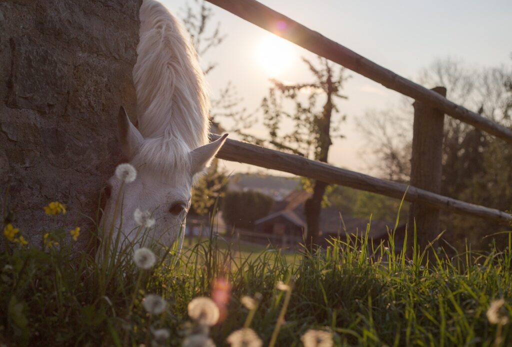 horse, graze, paddock